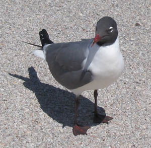 bird2.jpg